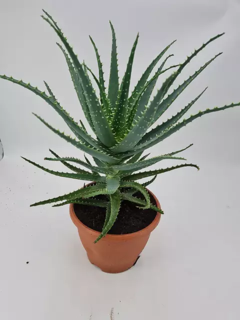 Aloe arborescens Baum Aloe 40cm hoch 6-7 Jahre Heilpflanze Pflanzen siehe Foto