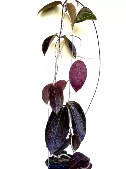 Hoya verticilata Chiang Rai big black  leaves  10-20 “   well rooted. .