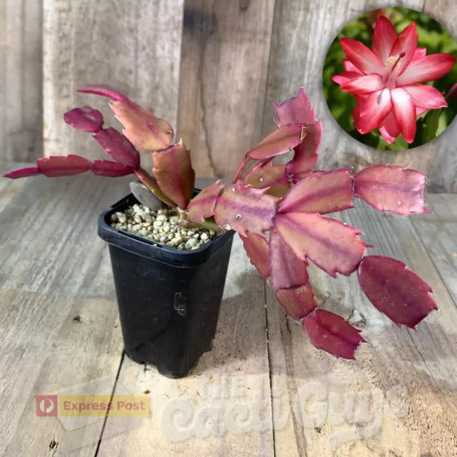 Schlumbergera hybrid "Exotic" [shown in 68mm pot] Rare Cactus Succulent