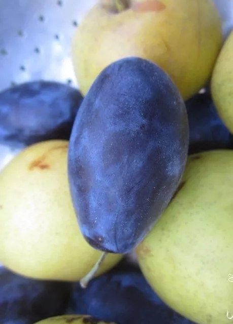 ♫ PRUNIER Très Gros Fruits QUETSCHE Prunus persica ♫ Noyaux ♫ d'Arbre Fruitier ♫