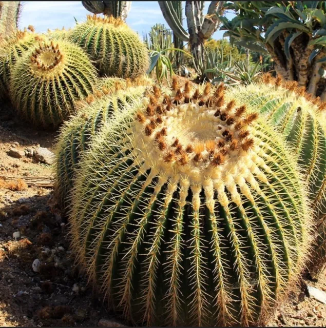 Echinocactus grusonii (Seeds)