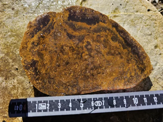 Tempskya Farn Fossilien Versteinertes Holz Deggendorf