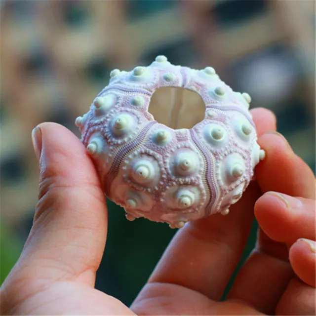 1-pack Sea Urchin Shell For DIY Crafting Seashell Ornament Nautical Decor 4-8cm