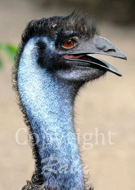 Blue Emu Bird Photograph 8x10 Matted Original Photography Photo Wildlife