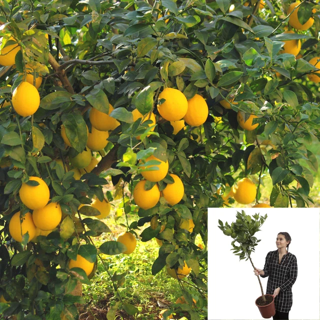 LARGE LEMON TREE 1m Tall 6L Pot Fully Mature Eureka Citrus Fruit Garden