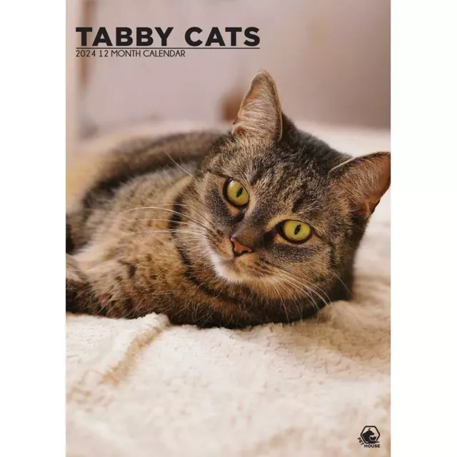 TABBY CATS 2024 Calendar A3 Wall Calendar £9.49 PicClick UK