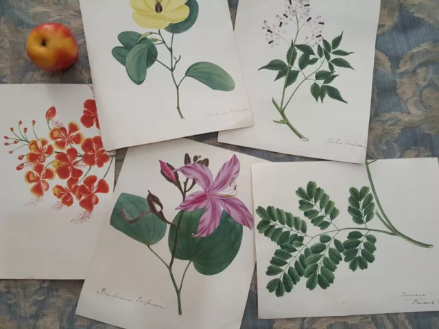 Five Original Vintage Flower Botanical Paintings Drawing