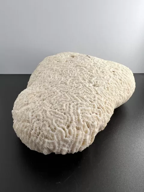 Large Natural White Brain Coral ~7" Long 1196g - Stunning.