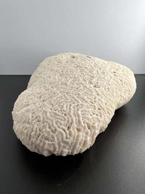 Large Natural White Brain Coral ~7" Long 1196g - Stunning. Large Natural White Brain Coral ~7" Long 1196g - Stunning.