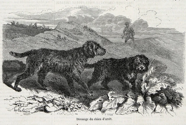 Dog Barbet French Water Dog Pointing Quail, 1860s Engraving Antique Print