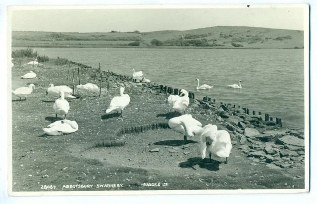 PB09 -0090 - Abbotsbury Swannery