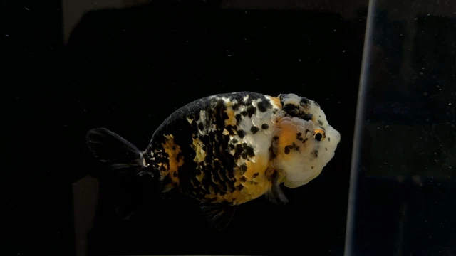 Live Fancy Goldfish Calico Ranchu 2