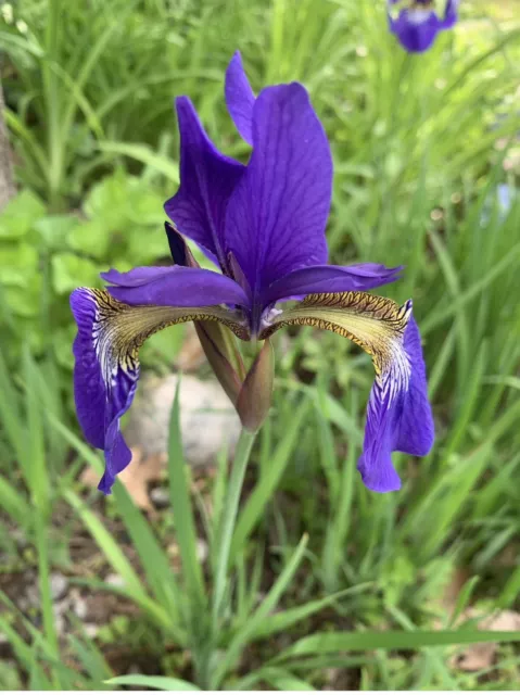 Siberian Iris “Siberian Flag” Purple 10 live plants bare roots perennial