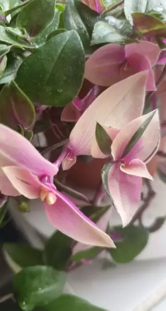 5x Tradescantia Fluminensis 'Quadricolour' Wandering Jew Trailing plant Cutting