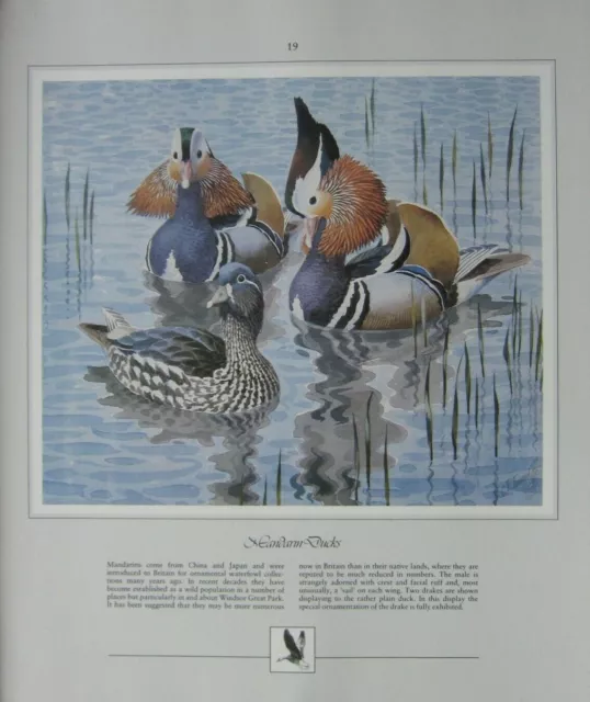 Beau Tunnicliffe Oiseau Imprimé ~ Mandarine Canards Mâle & Femelle 2