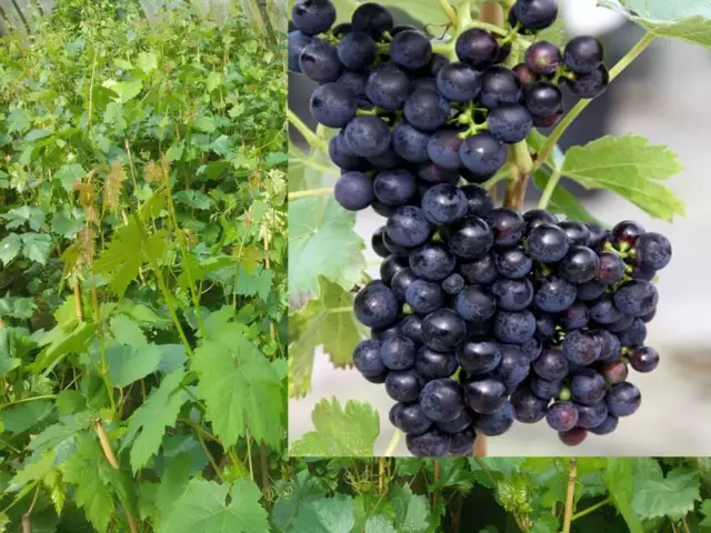 Vitis Mars Seedling KERNLOS Weinrebe Tafeltraube Weintraube Winzersorte