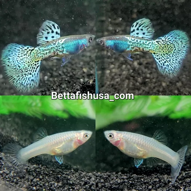 2 Female - Metalic Blue Lace Guppies - High Quality Live Guppy Fish - USA SELLER