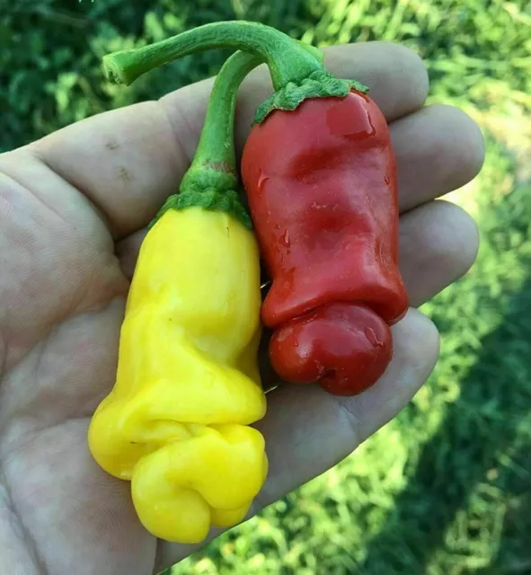 PETER PEPPER YELLOW  RED piment (forme de pénis), 50 graines + GRATUIT