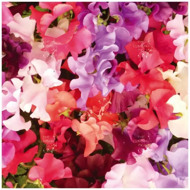 SWEET PEA Pastel Giant x20 premium Seeds. Very large flowering variety