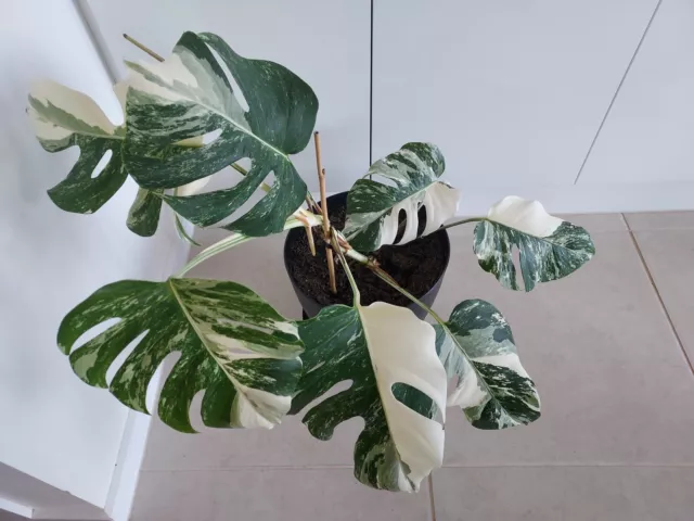 Monstera Deliciosa var Borsigiana - Monstera Albo - Variegated Monstera - Large