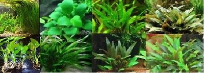 lot 6 plantes a racines aquarium anubia cryptocoryne echinodorus vallisneria