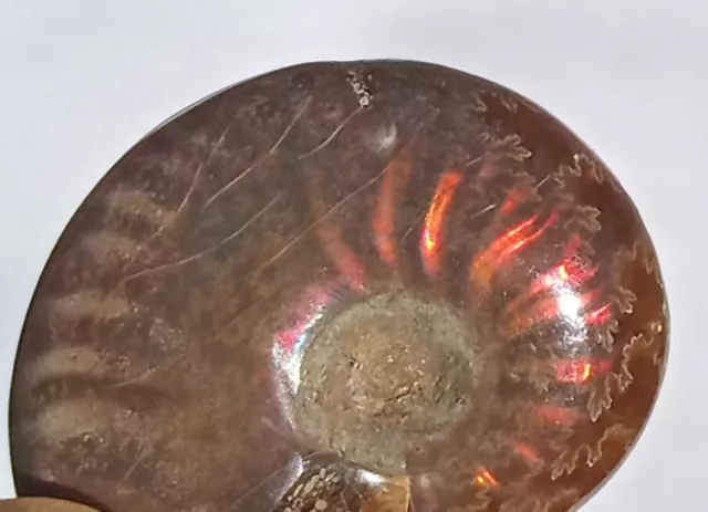 Fire Red Opalized Ammonite Fossil Ammolite Shell Specimen Madagascar