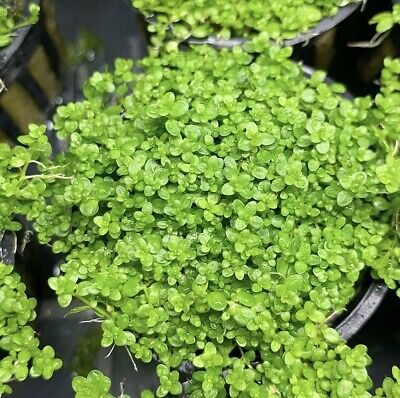 3x Dwarf Baby Tears (Hemianthus Callitrichoides) POT - Live Foreground Plant