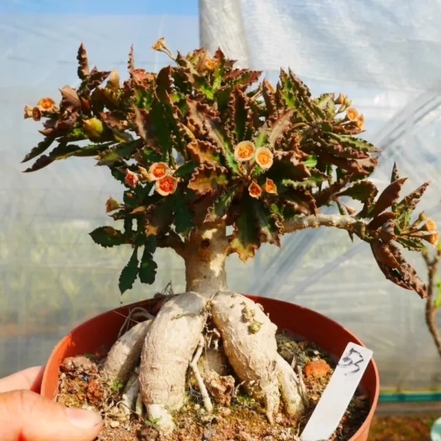 6CM Succulent Cactus Live Plant Euphorbia Capsaintemariensis Cactaceae Rare