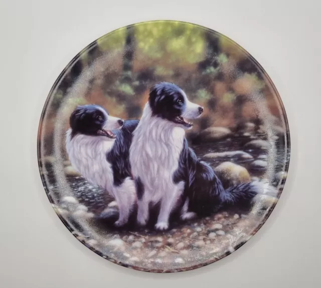 Royal Worcester Danbury Mint Border Collie Plate Double Take Collectable Dogs