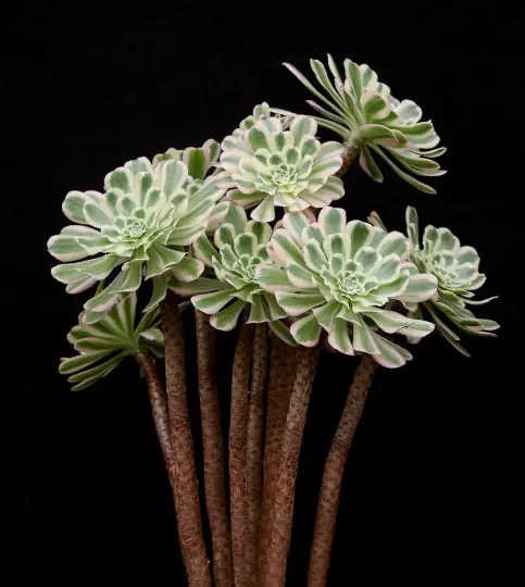 Aeonium Arboreum Variegated 10  Samen, Sukkulente, Zimmerpflanze