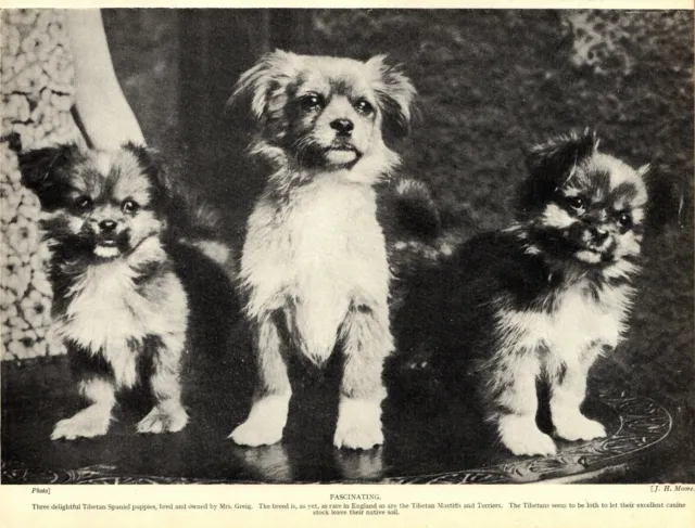 1930s Antique Tibetan Spaniel Print Vintage Tibetan Spaniel Dog Print 4297r