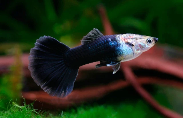 MALE Half Black Guppies - High Quality Live Fish - USA SELLER FAST SHIPPING