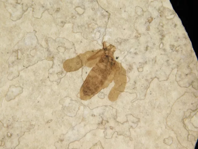 Fifty Million Year Old WINGED INSECT Fossil Wyoming 30.1gr