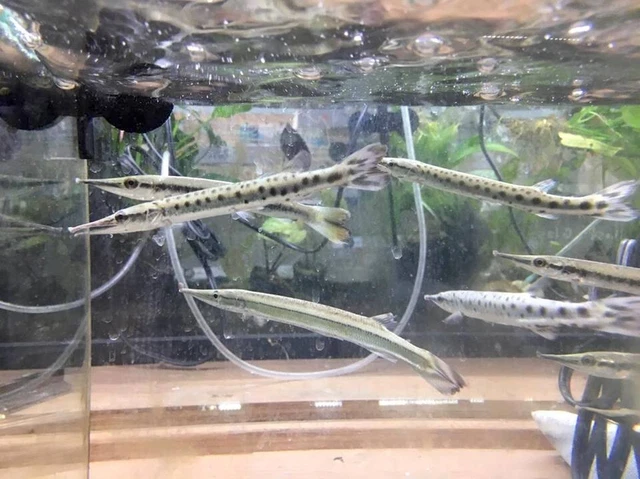 1 Live Marbled Gar Premium Freshwater Tropical Fish High Quality Grade A+++