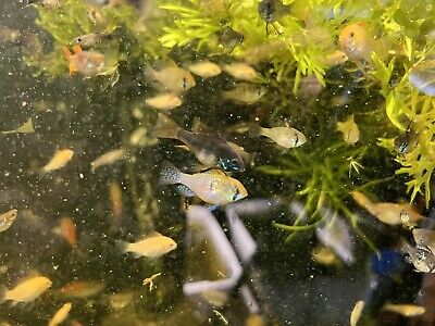 1 German Blue  Rams - US Bred - NOT IMPORTED