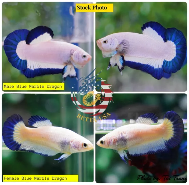 1 TRIO - Live Betta Fish High Quality Halfmoon Plakat HMPK  Blue Marble Dragon