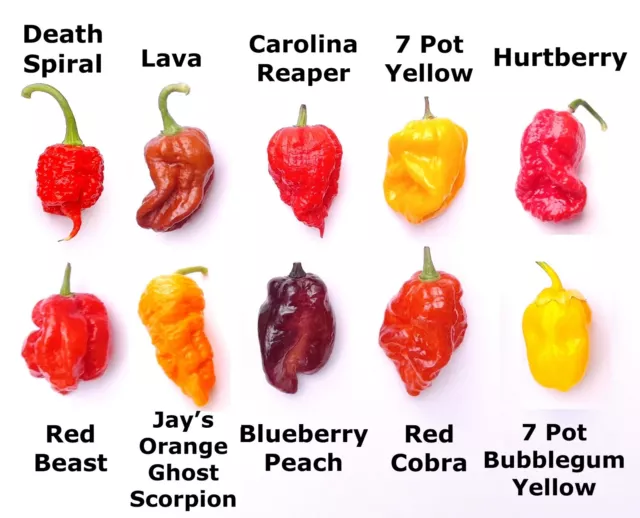 SALE - Worlds HOTTEST Chilli - 55 Seeds - 10 Varieties inc Carolina Reaper