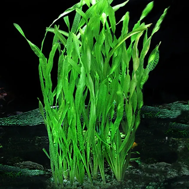 Corkscrew Val Bunch BUY2 GET 1 Vallisneria Spiralis Live Aquarium Aquatic Plants