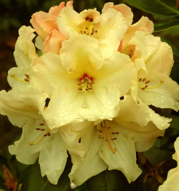 Rhododendron Yellow XXL Deluxe Plant 6L Pot Very Large Plant To Your Door