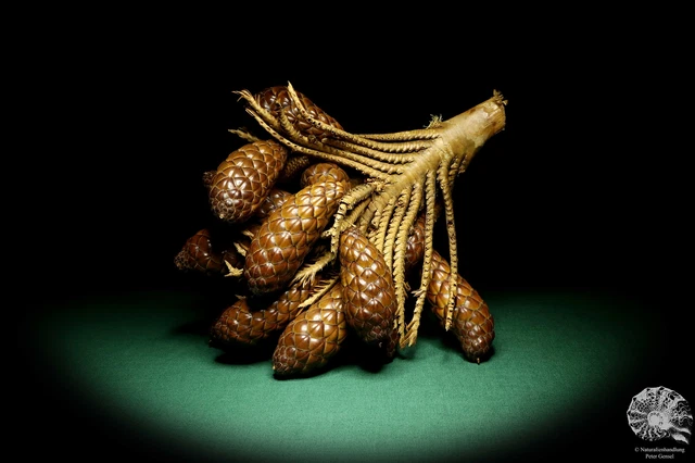 Raphia farinifera tropical centroáfrica palmera reciente frutos secos especie