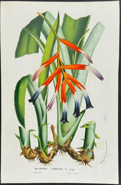 Van Houtte - Billbergia or Bromeliad. 294 - 1845 Flore des Serres Lithograph