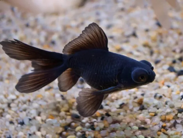 Live Black Moor Goldfish for fish tank, koi pond or aquarium