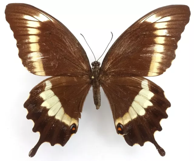 Fuscus Cristobalus Female Papilium From Makira Isl.