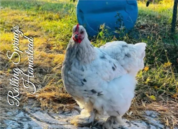 12+🐥PURE Giant Cochin RARE COLORS Hatching Eggs Large Fowl 🐥🐥SALE