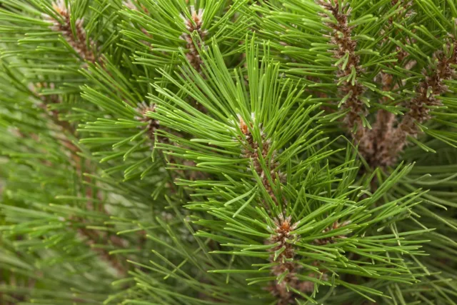 Schwarzkiefel 'Kleiner Turm' Pinus nigra C4,6 Topf 40-50cm immergrün