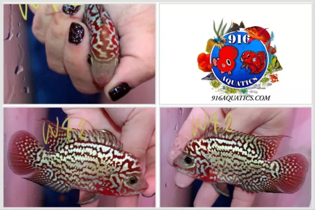 3.5 Inch King Kamfa Live Flowerhorn #W42