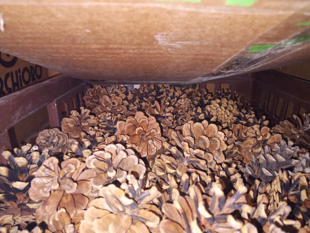 20 Stück Zapfen ca 5-10 cm hoch natur TischDeko s.Bild