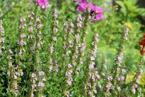 Hyssopus officinalis 'Roseus' Pink Hyssop -   X 150 SEEDS Bee Friendly Herb