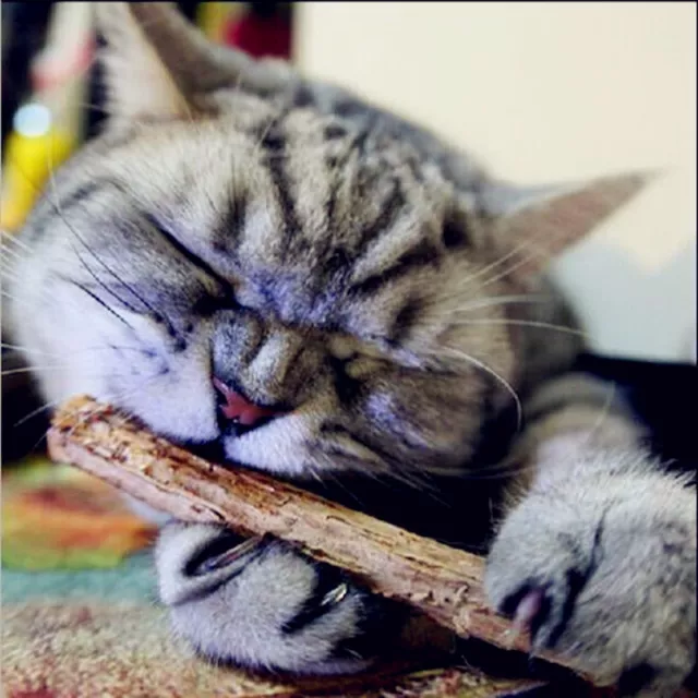 5PCS Pet Cat Cleaning Teeth Pure Natural Catnip Molar Silvervine Actinidia Stick