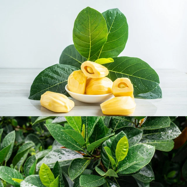 Ceylon Dried Natural Jack Fruit Leaves Organic Bio Shrimp Aquarium Free Shipping
